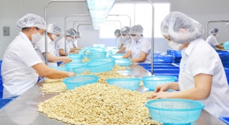 Ngành Điều Việt Nam Vẫn Lớn Nhưng Không Mạnh