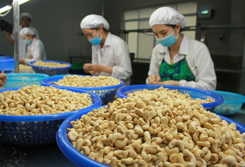 Giải pháp giúp nâng cao năng suất ngành hạt điều