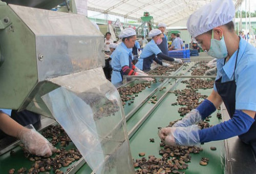 Cơ Hội Phát Triển Của Doanh Nghiệp Hạt Điều