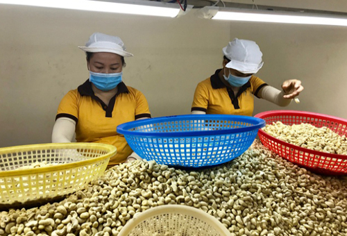 Giải Pháp Quản Lý Hiệu Quả Quy Trinh Sản Xuất Hạt Điều