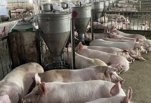 Giải Pháp Giúp Doanh Nghiệp Chăn Nuôi Tiến Đến Mục Tiêu Mới