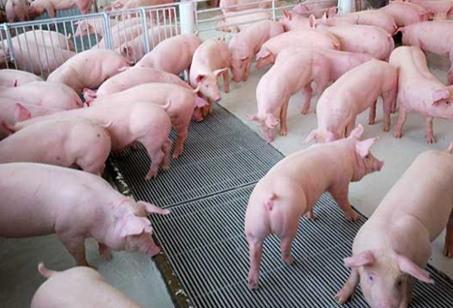Giải Pháp Quản Lý Hiệu Quả Quy Trình Chăn Nuôi Lợn